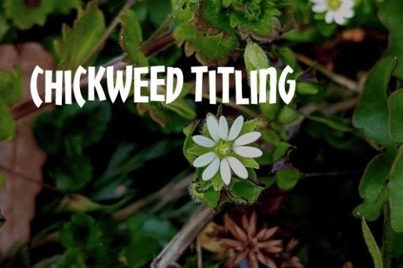 Chickweed Titling: A Versatile Font for Modern Design